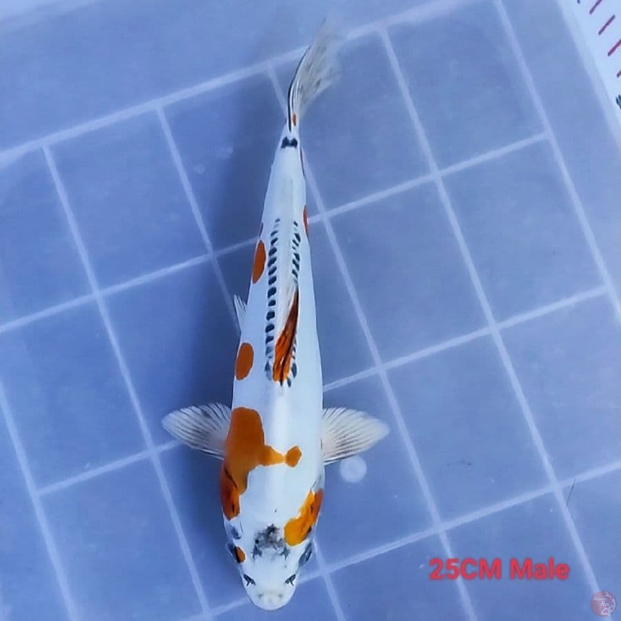 Hikari 2 - 25CM Male