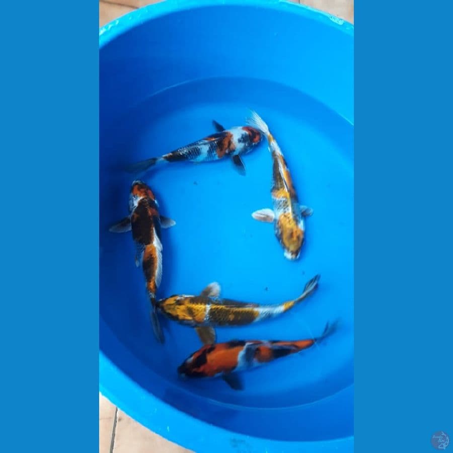 mix showa 5 ekor 26cm bu