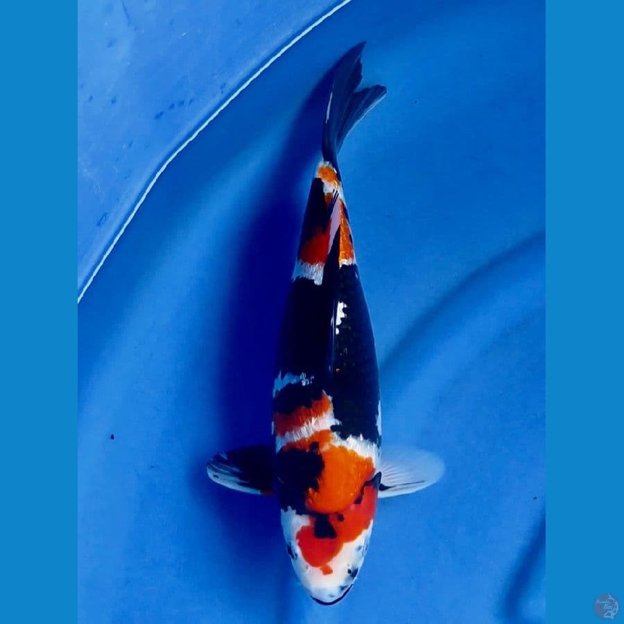 Showa gingrin Hq 35cm