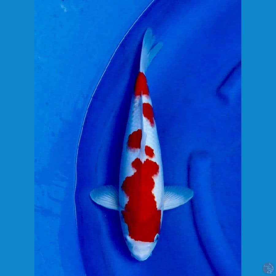 kohaku male 42cm