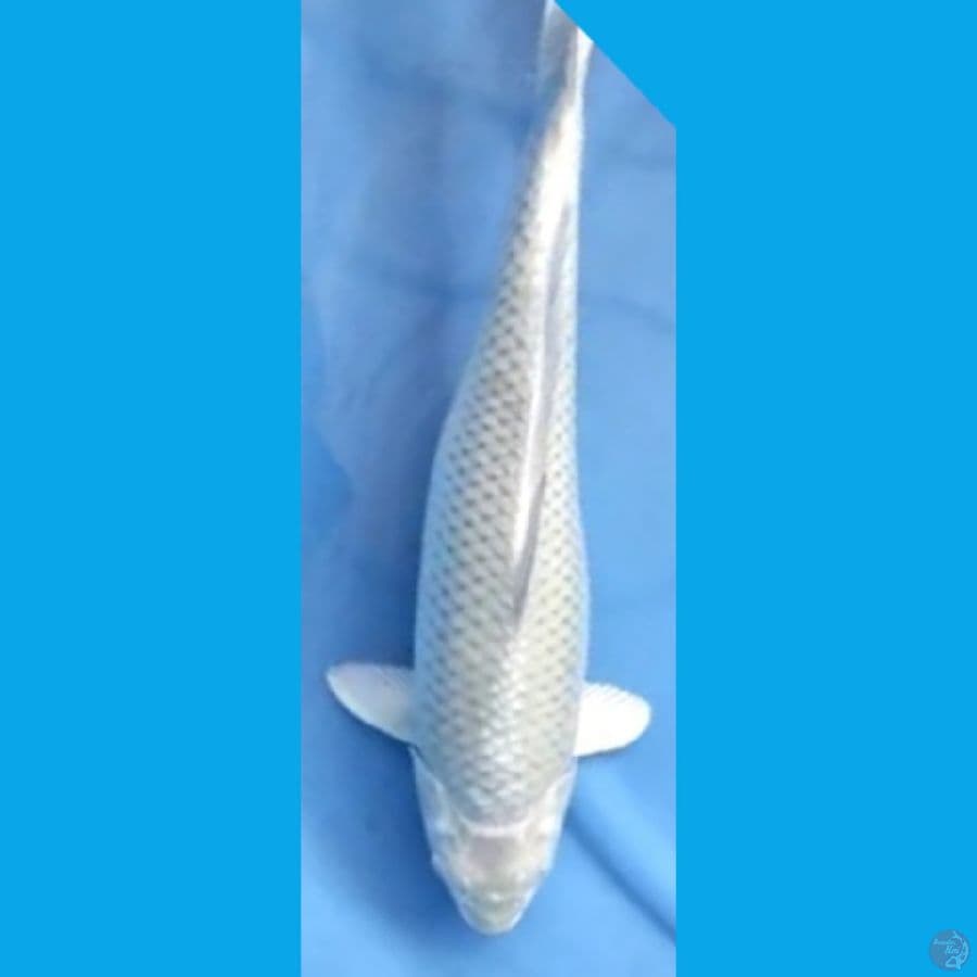 SORAGOI mantap #47cm