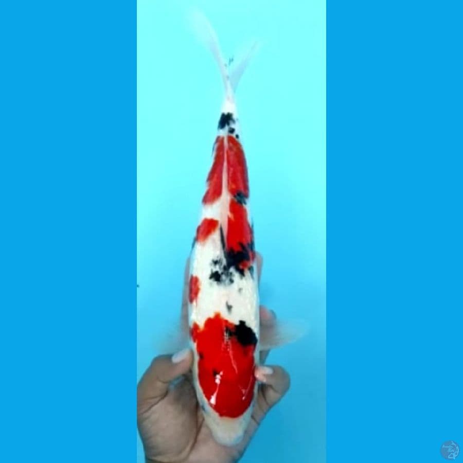 QUALITY joss #36cm