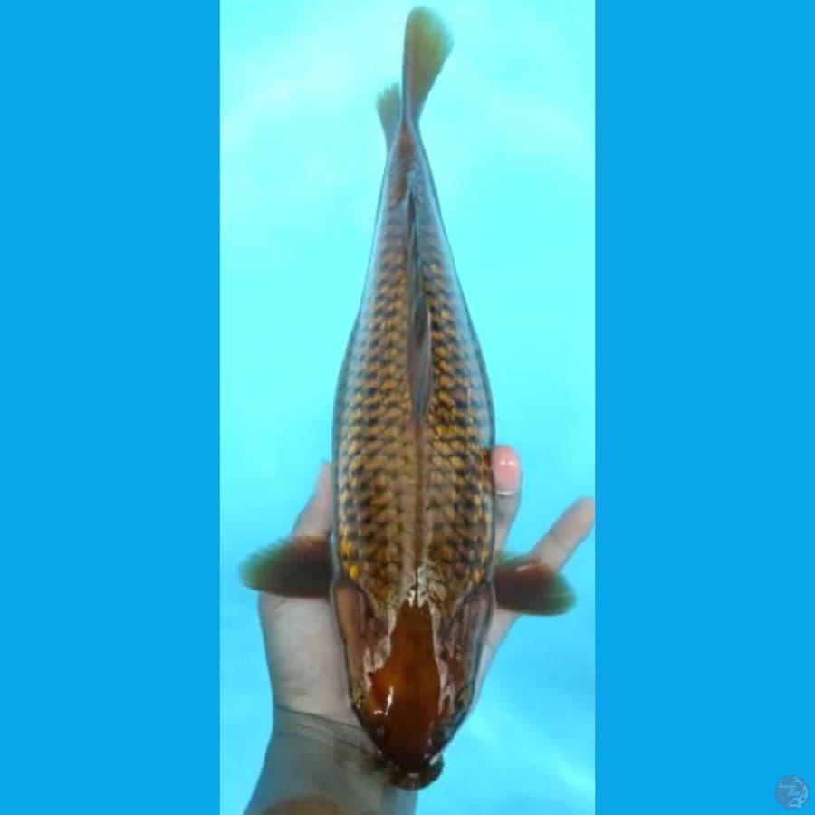 JUMBO MANTAP #38cm