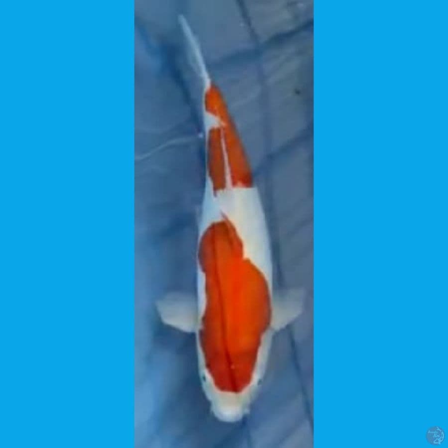 DOITSU JANTAN mantap #35cm