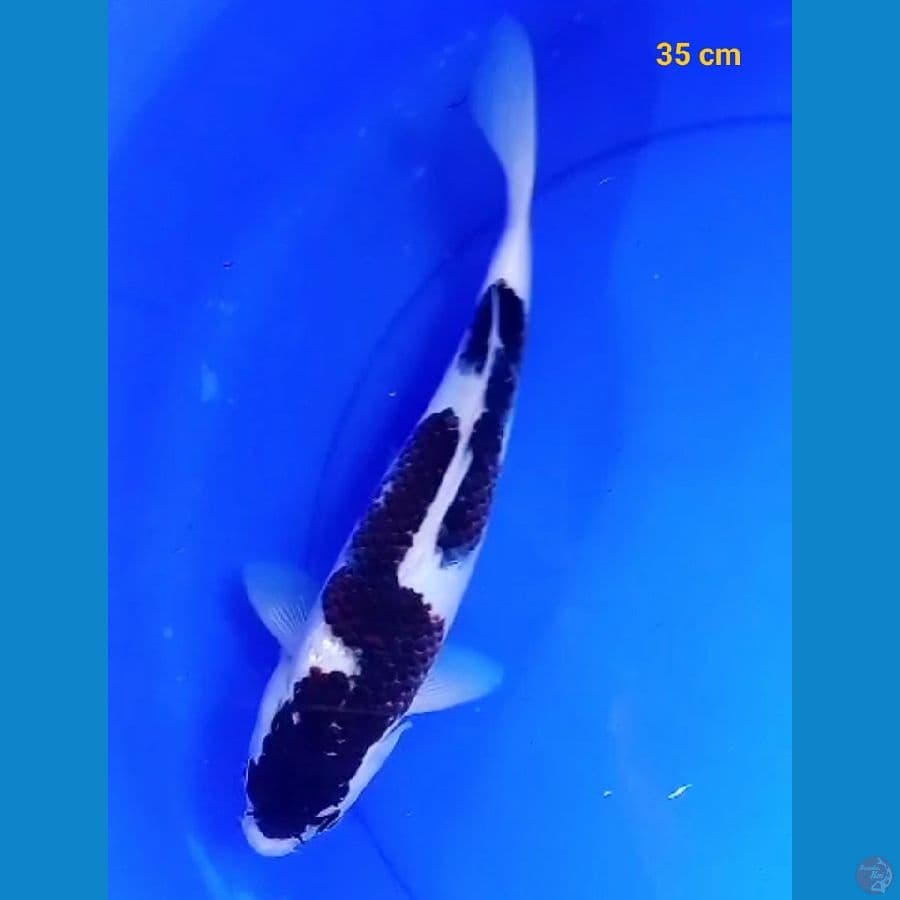 inazuma goromo male 35 cm