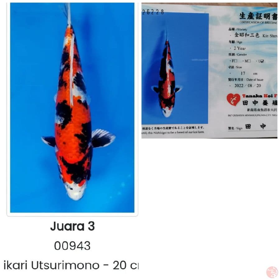 Showa Hikari Kaneko - 21cm, 3rd place hipmi koi show