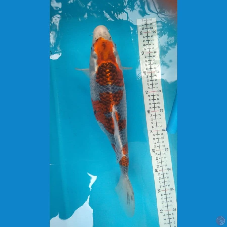 gosiki 40cm