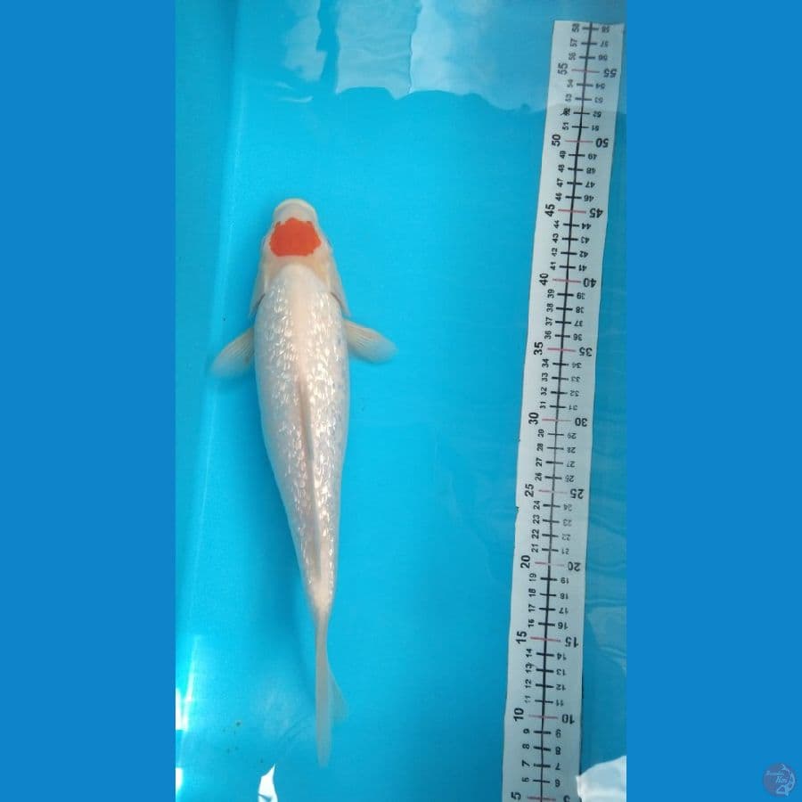 TC gindrin 35cm
