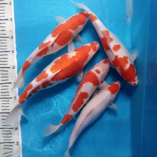 Kokahu (5 ekor)