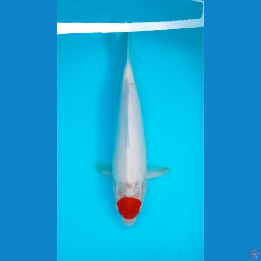 Tancho 36cm