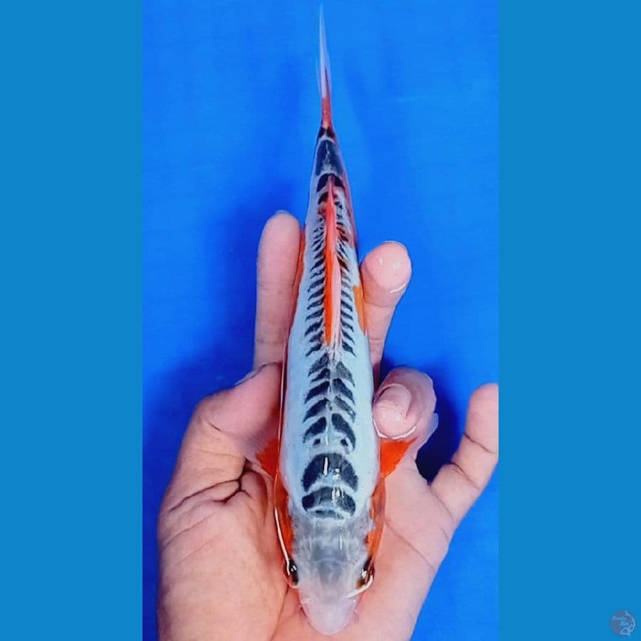 22 cm