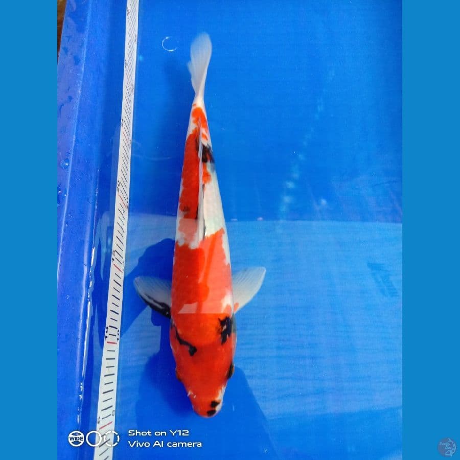showa 28cm