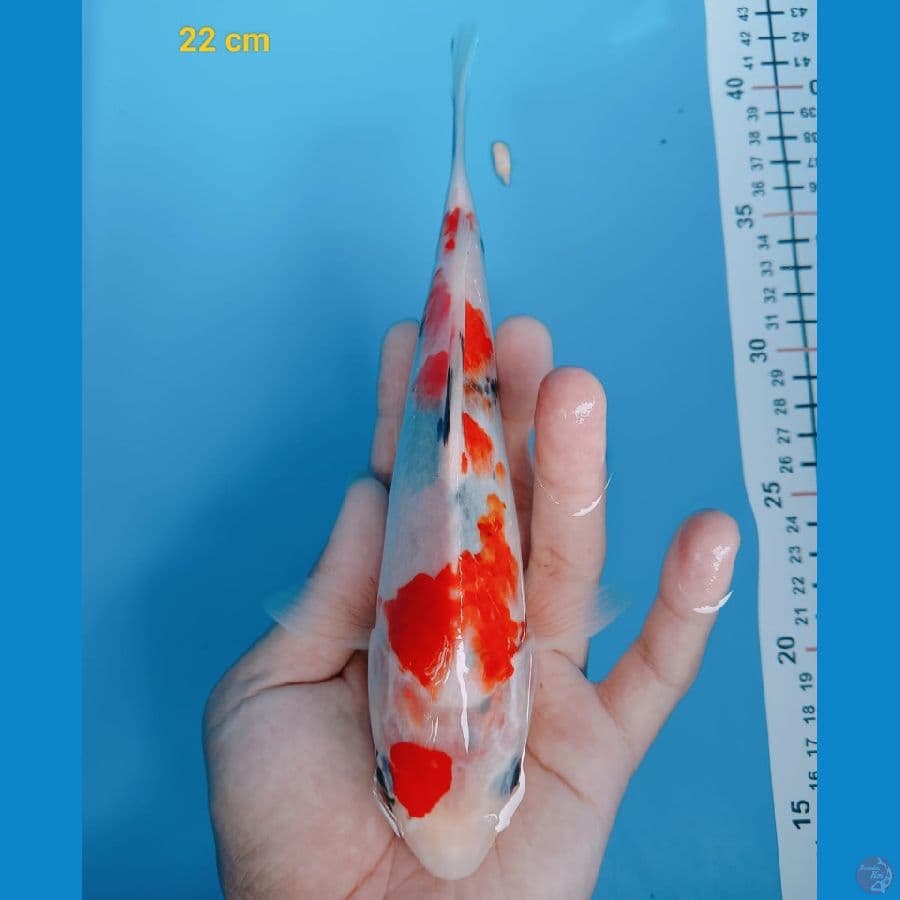 calon sq 22 cm