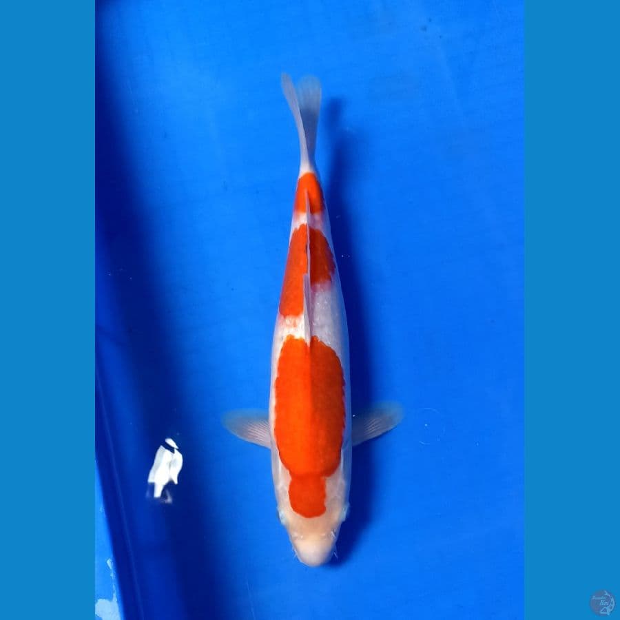 KOHAKU 35CM