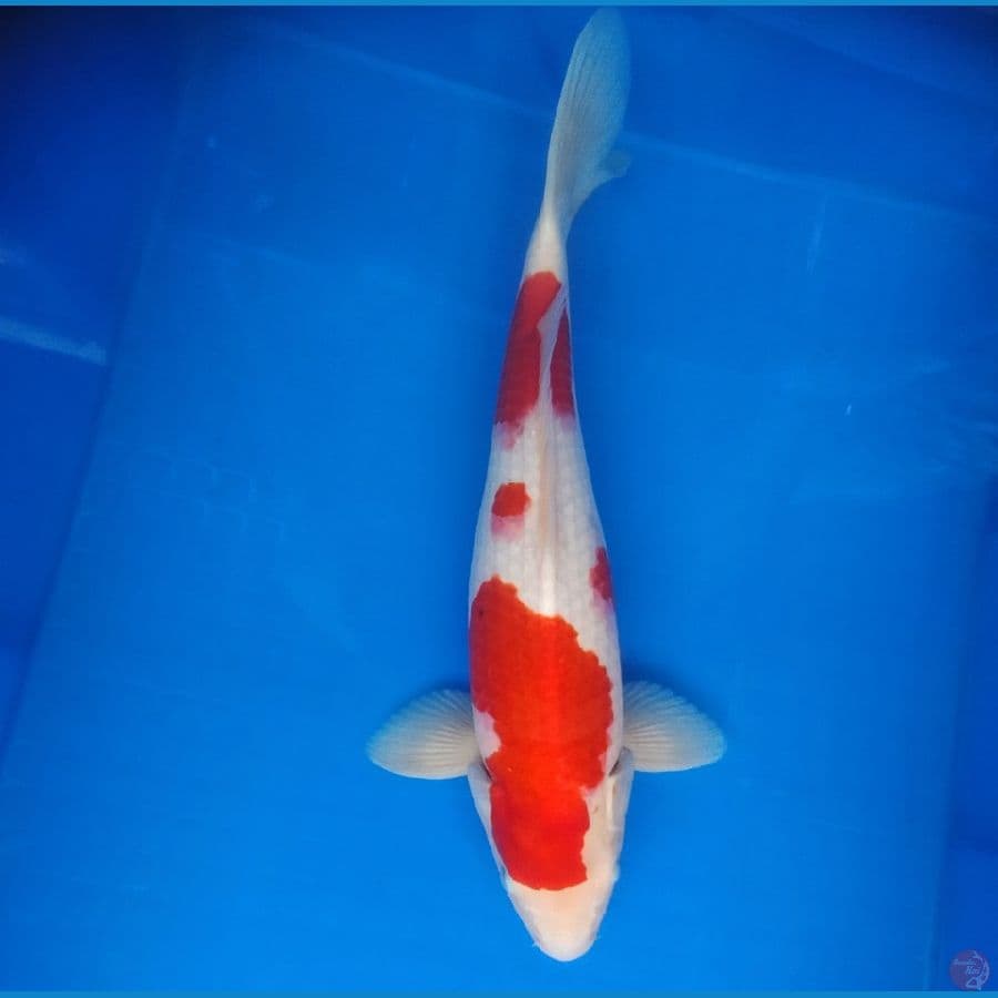 kohaku