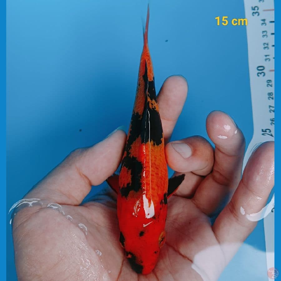 Hiu 15 cm