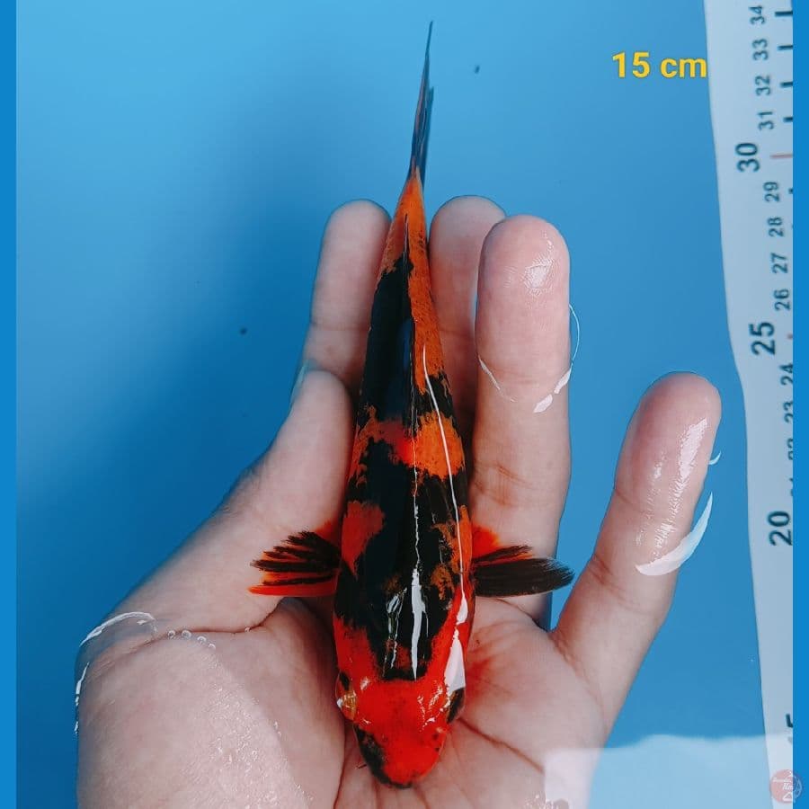Hiu 15 cm