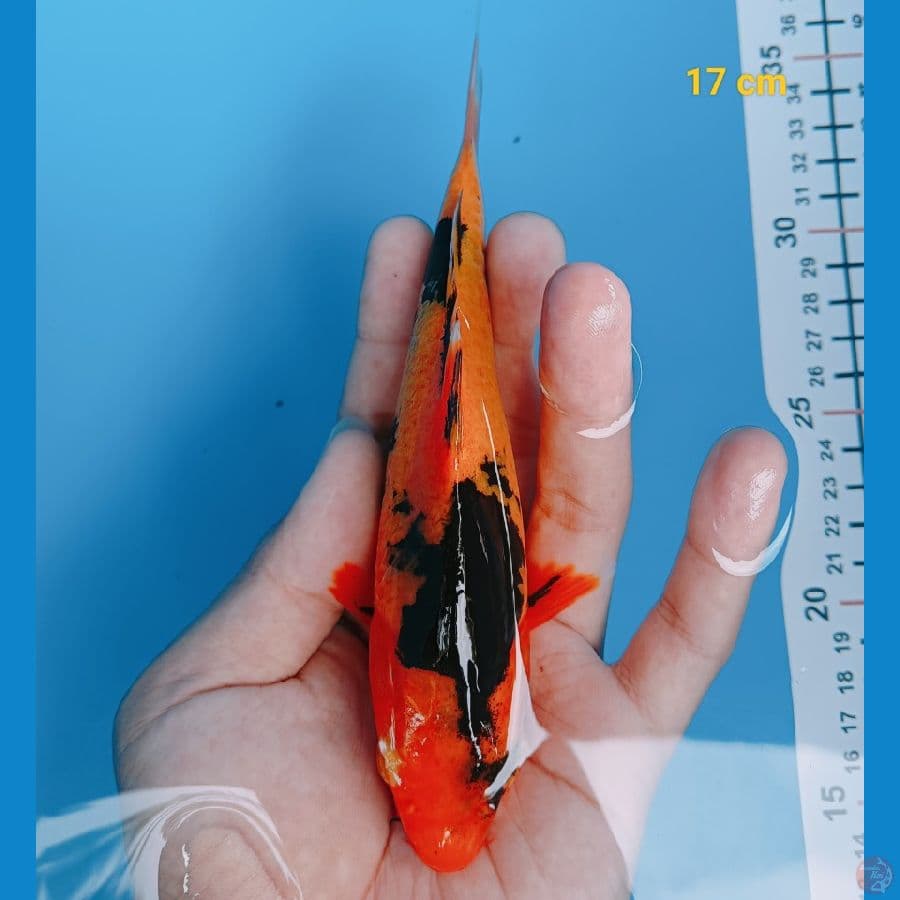 Hiu 17 cm