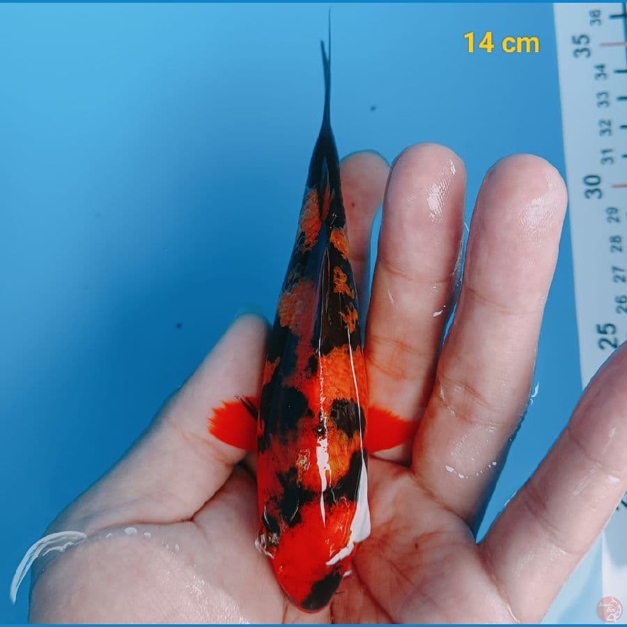 Hiu 14 cm
