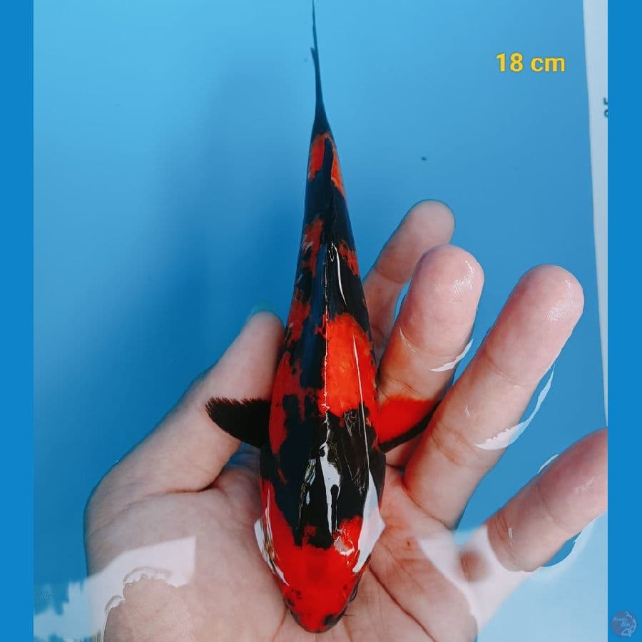 Hiu 18 cm