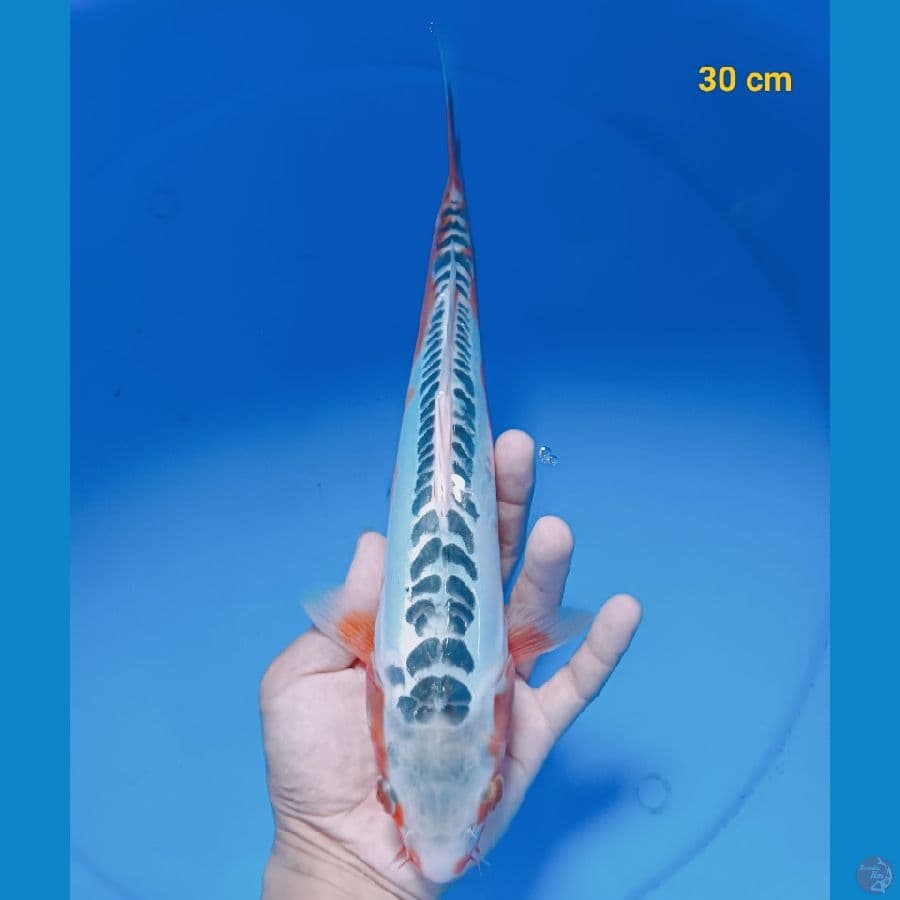 Hana shusui 30 cm