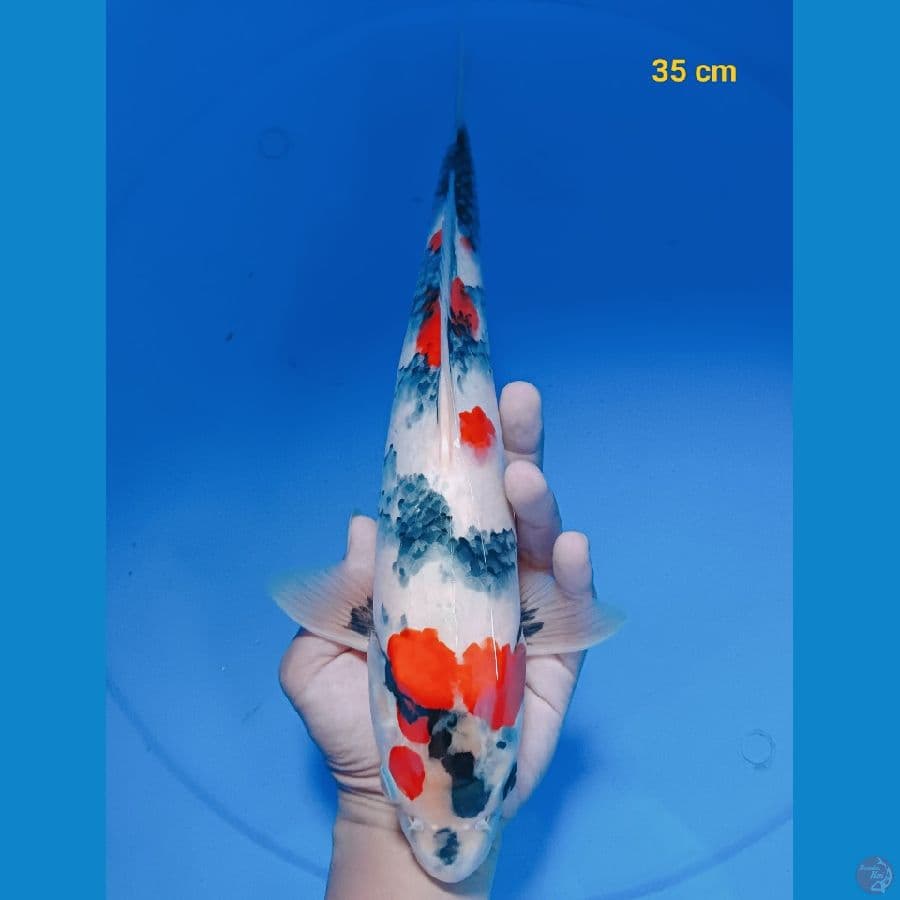 SQ kindai showa male 35 cm