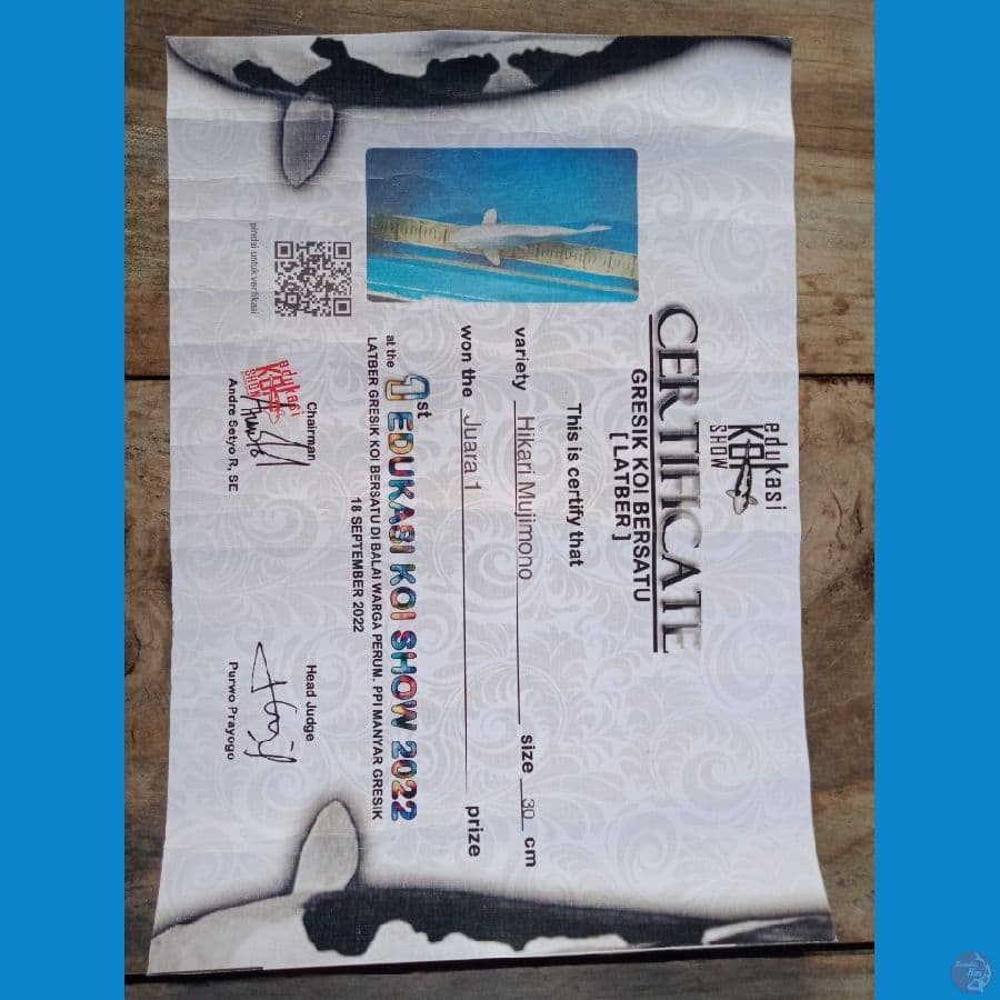 1st prize, gresik show hikari mujimono