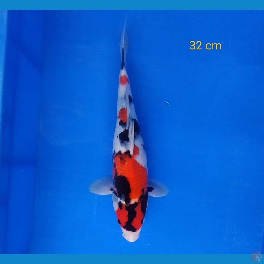 SHOWA SQ 32 CM