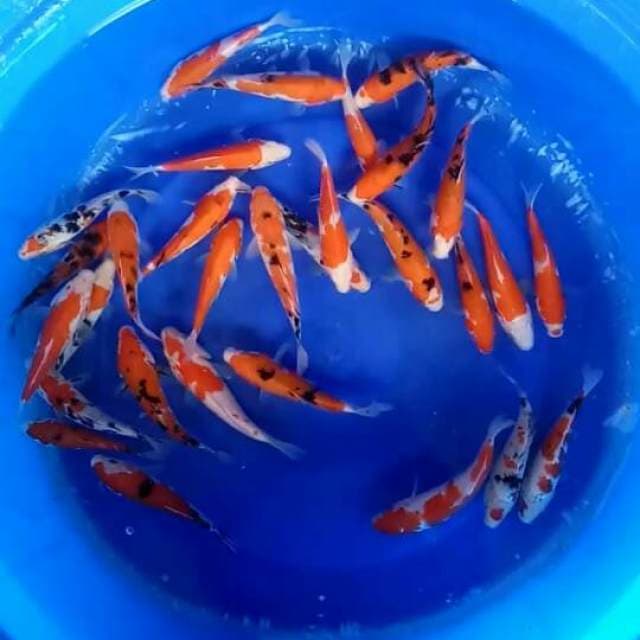 Mix 30 ekor 18-20cm