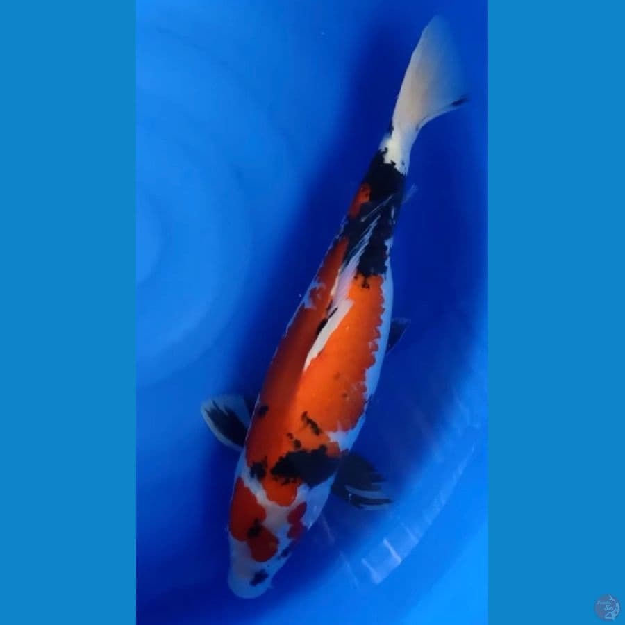 Showa 50 cm