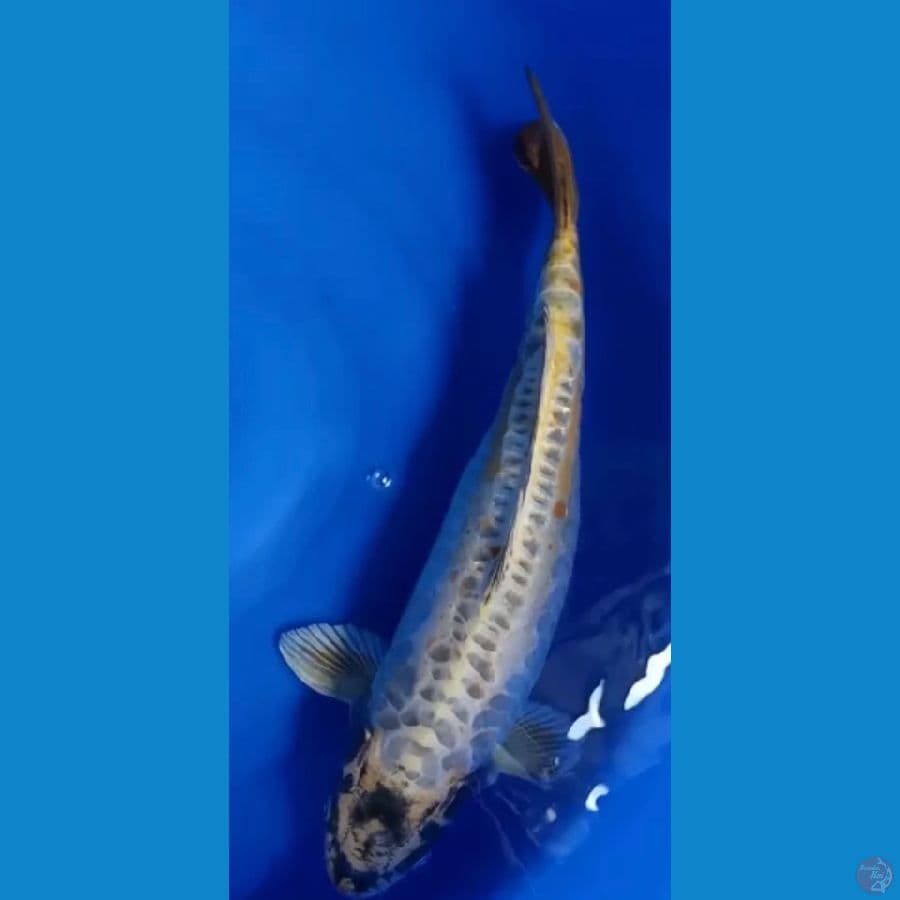 kiko 49 cm