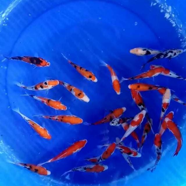 Mix30 ekor 12cm