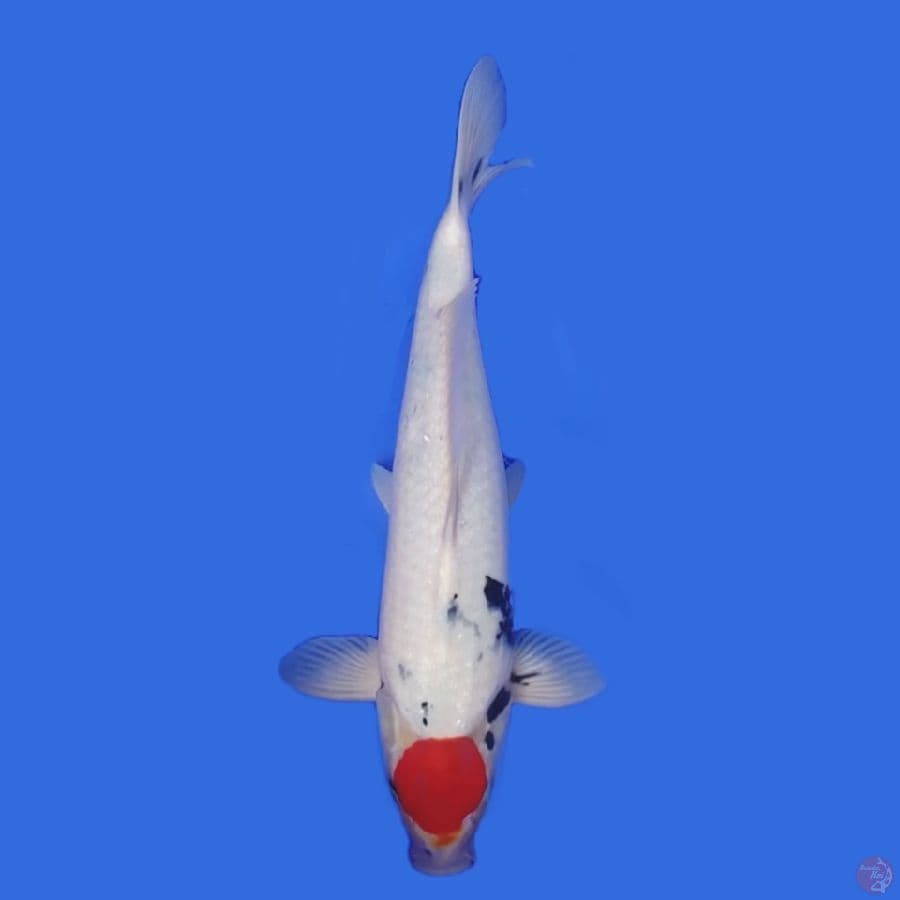 Tancho Showa 44cm Male
