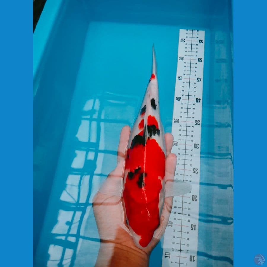 SANKE 30CM