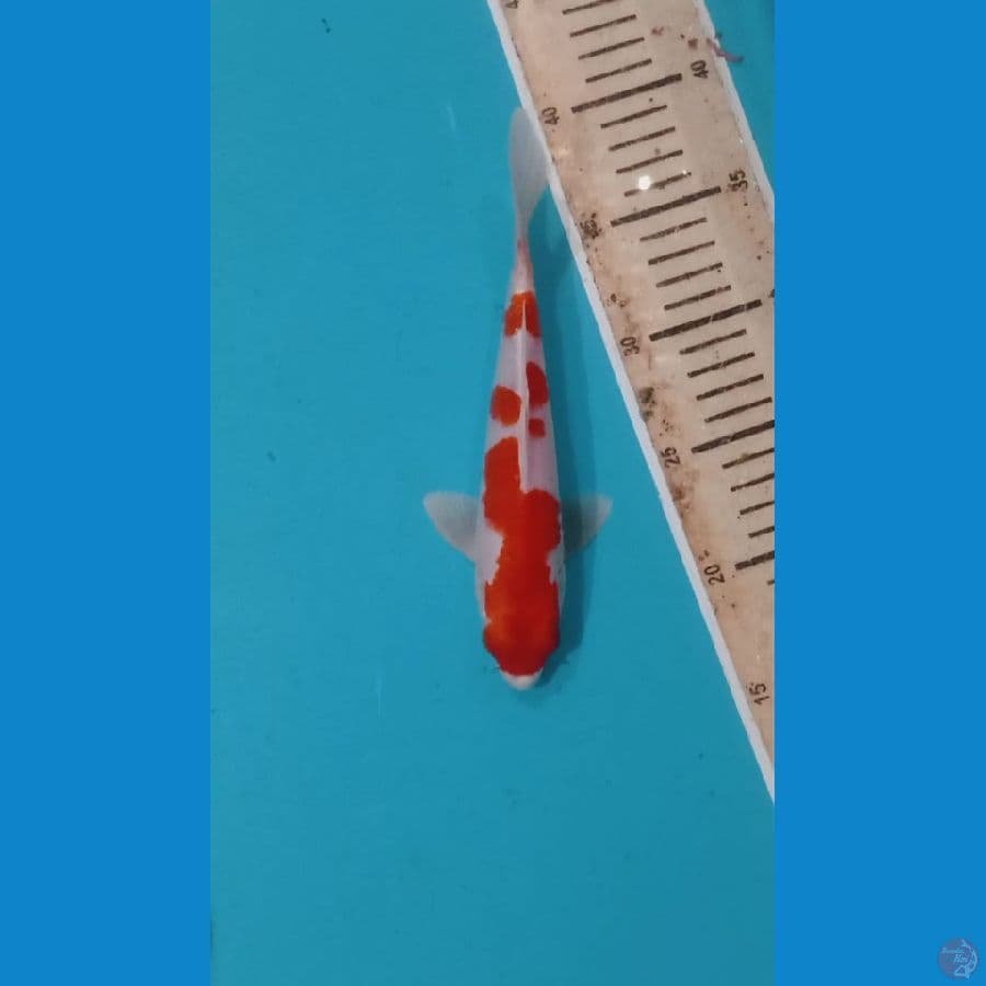 KOHAKU HIKARI 21CM MALE