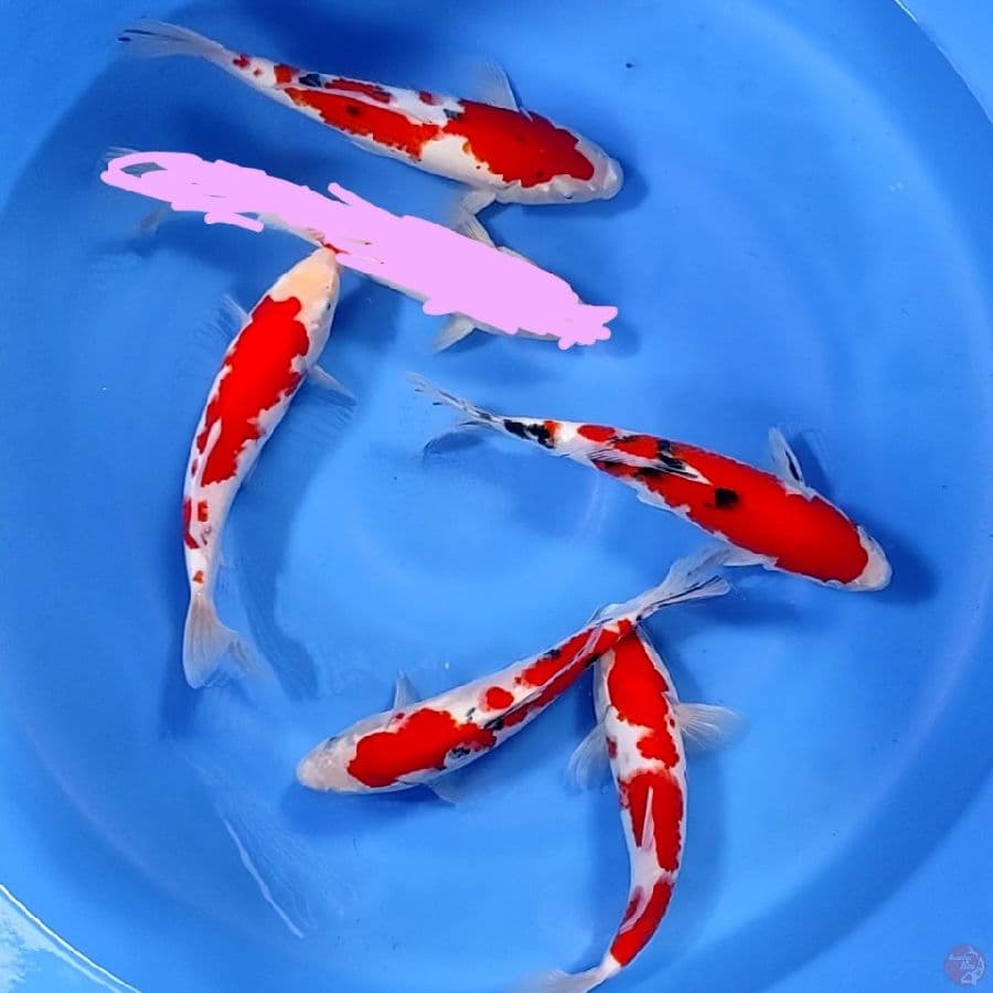 original 5 ekor 25-30cm