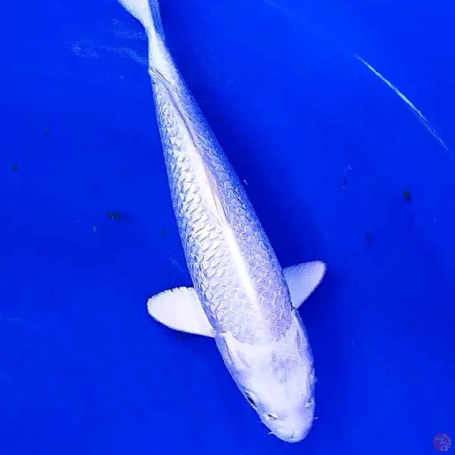 platinum ginrin 30 cm