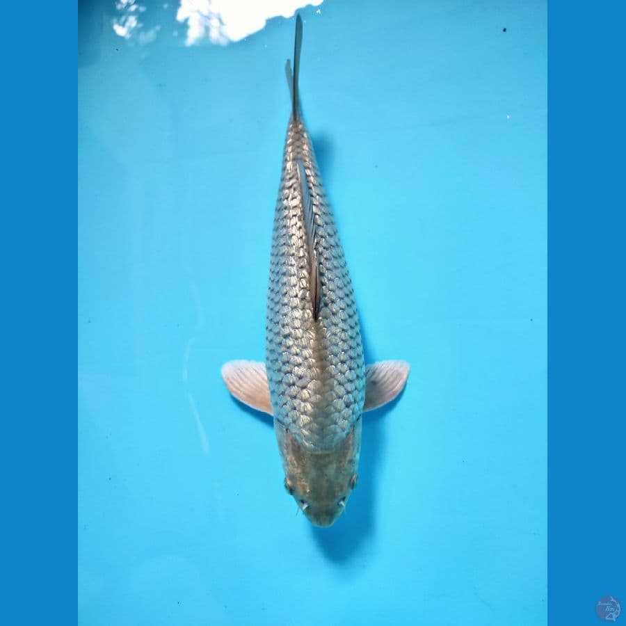 soragoi full ginrin bulky 32cm