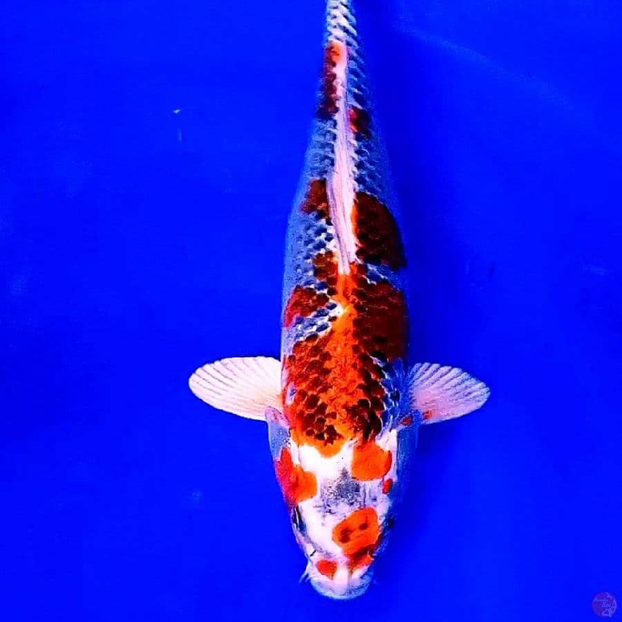 kujaku f 37 cm
