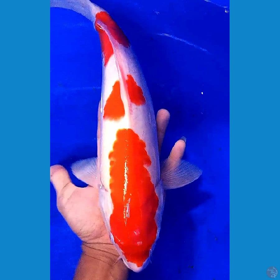 Deep red kohaku 41 cm