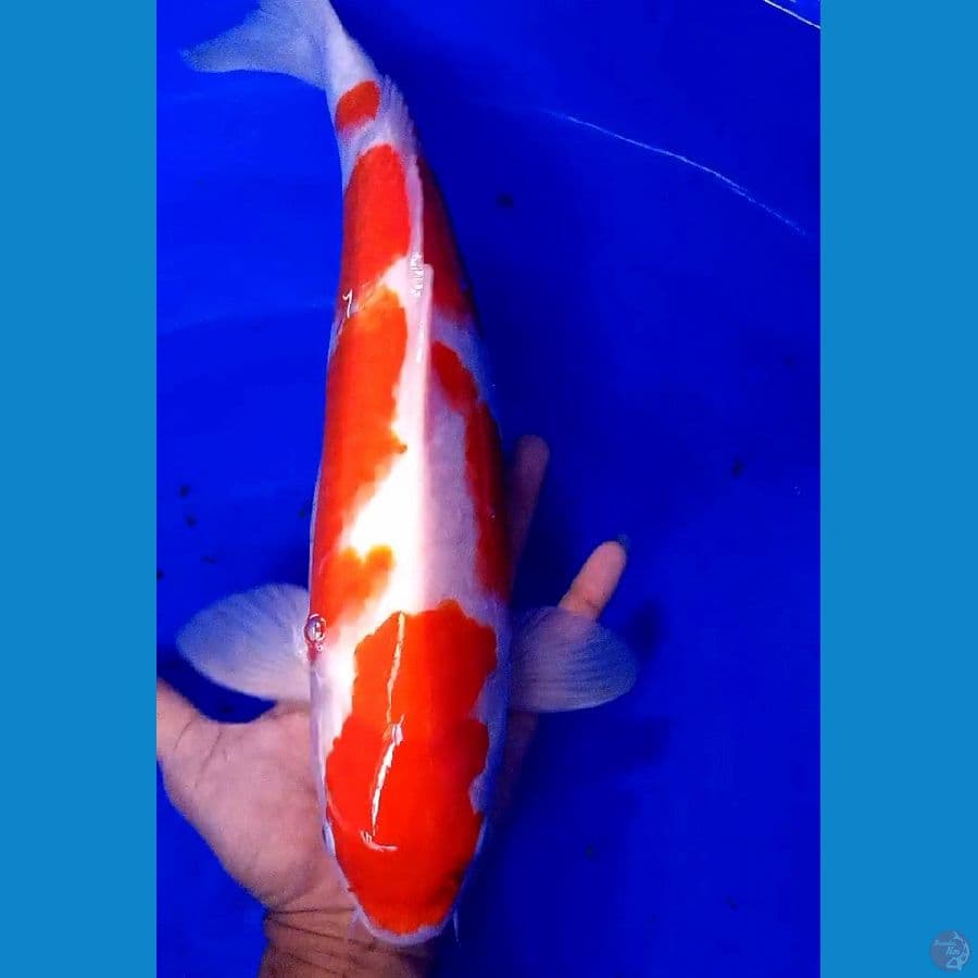 Kohaku strong 41 cm