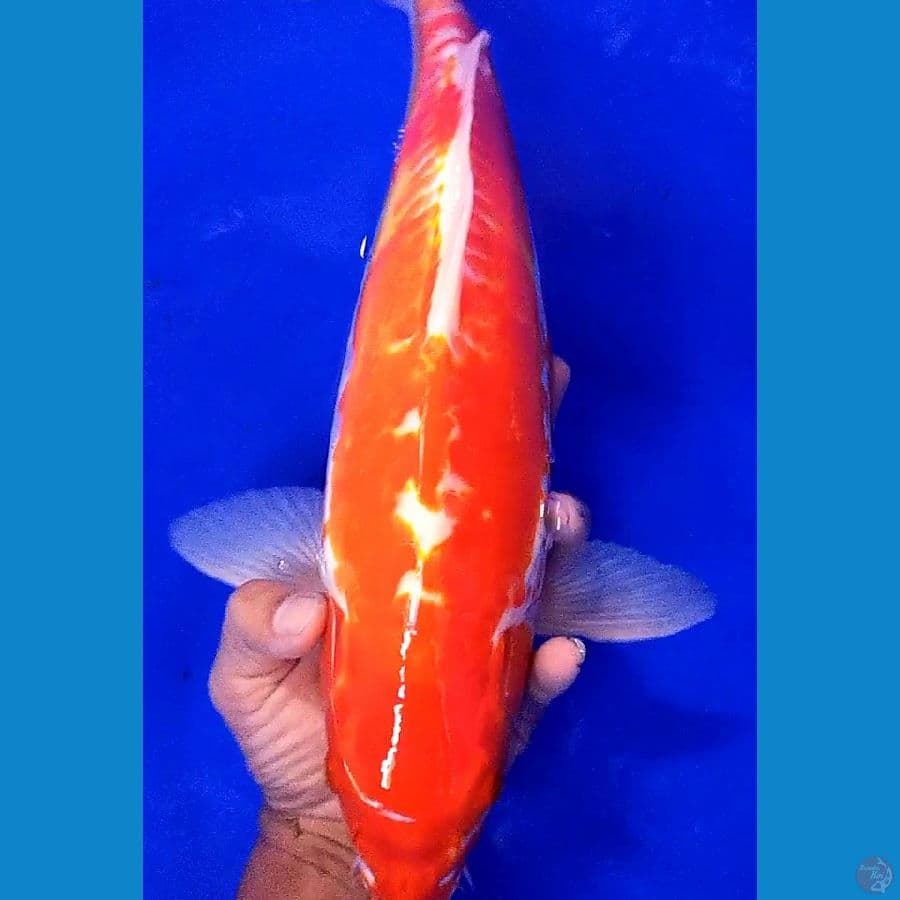 jumbo shusui kosui ml 43 cm
