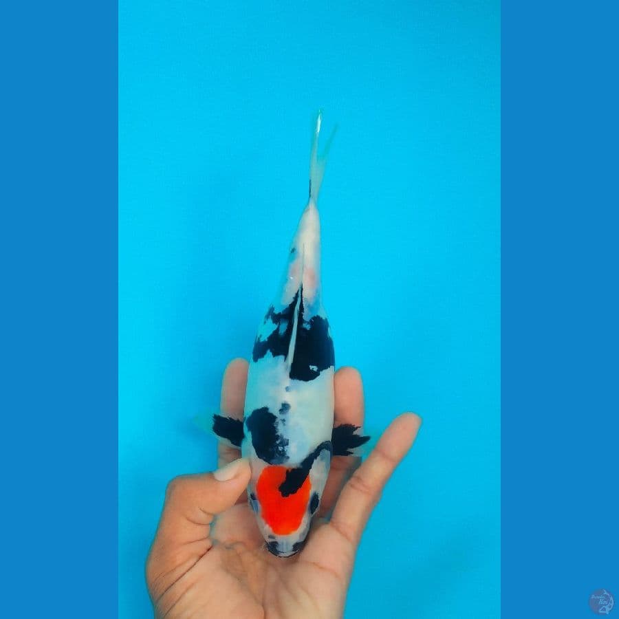 tancho showa doitsu ±20cm Sb