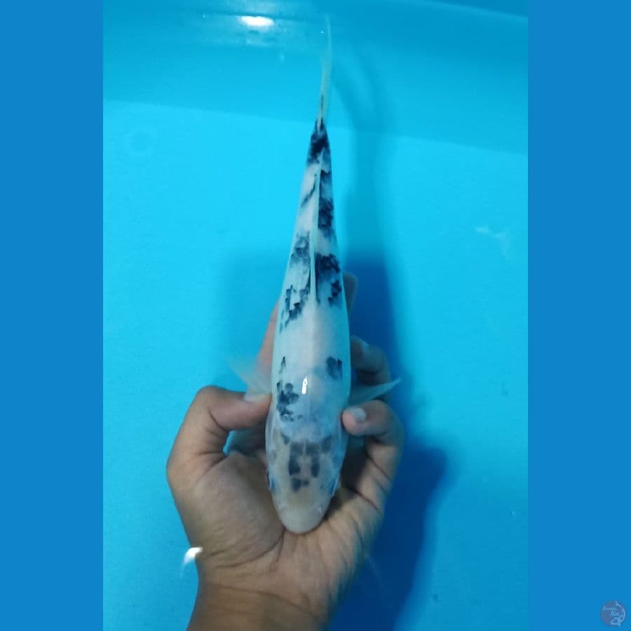 26cm jantan