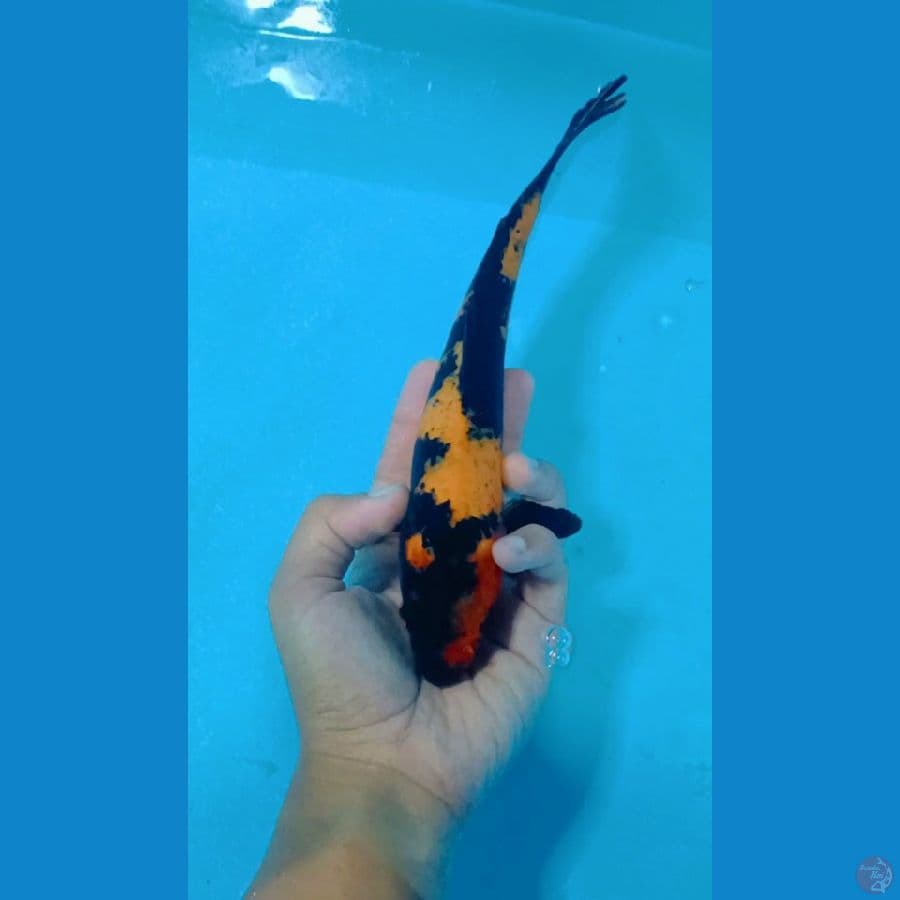 25cm Jantan