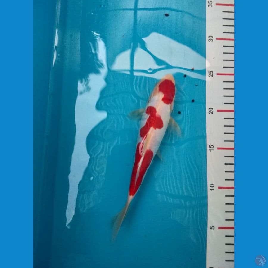 asnawi koi