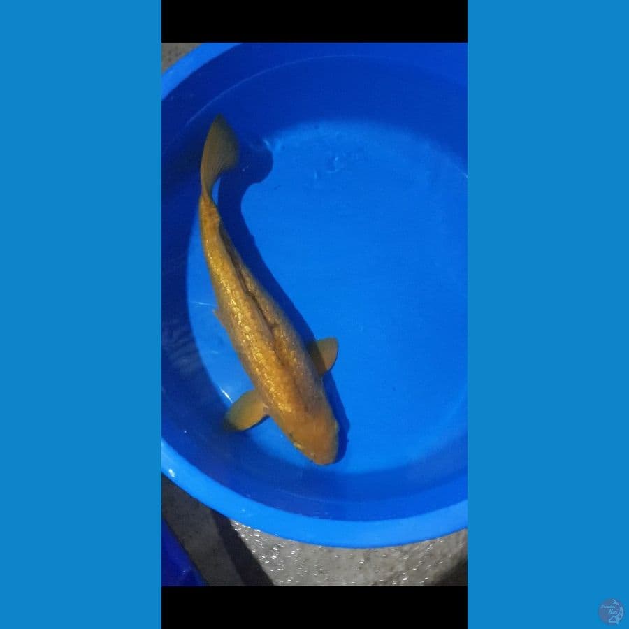 GINRIN JUMBO 50cm