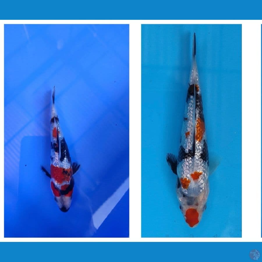 ShoGin 12cm sSQ