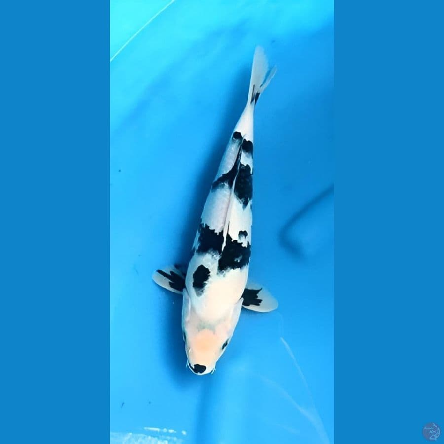 Shiro 30 cm