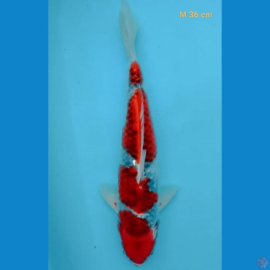 SQ Gosiki M 36 cm
